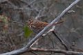 Fox Sparrow 2013-12-14_1